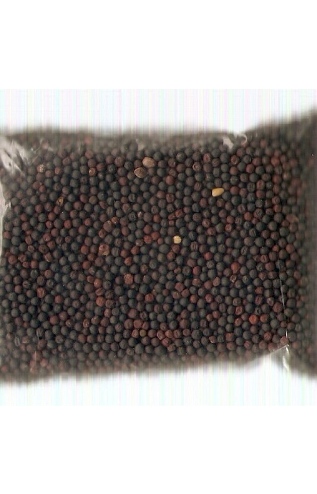 Semente de Colza - 1